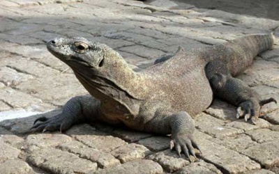 Реплити парк класу