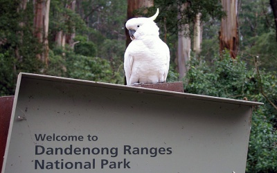 Вітер і Блю Данденонг (Melbourne)