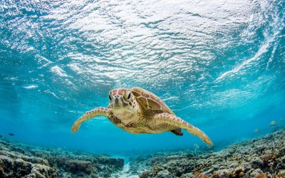 Політ на Великий Бар'єр Ріф (Zota Bereg, Australia)