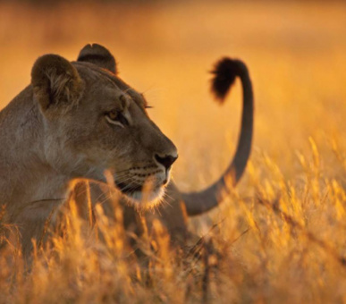 Фото Four Seasons Safari Lodge (Танзания, Национальный парк Серенгети) 17