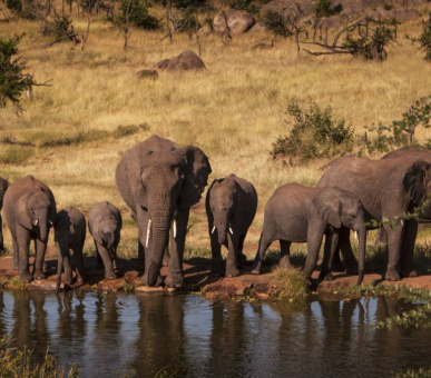 Фото Four Seasons Safari Lodge (Танзания, Национальный парк Серенгети) 3