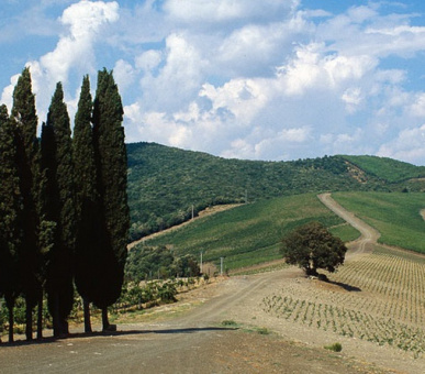 Картинка Castiglion del Bosco (Италия, Форте дей Марми) 19 Фото Castiglion del Bosco (Италия, Форте дей Марми) 19