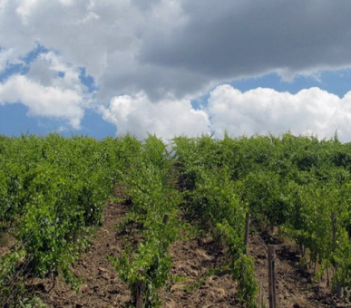 Картинка Castiglion del Bosco (Италия, Форте дей Марми) 33 Фото Castiglion del Bosco (Италия, Форте дей Марми) 33