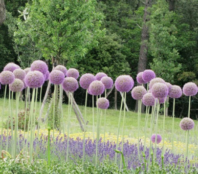 Картинка Castiglion del Bosco (Италия, Форте дей Марми) 23 Фото Castiglion del Bosco (Италия, Форте дей Марми) 23