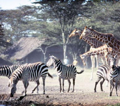 Картинка 1 Фото 1