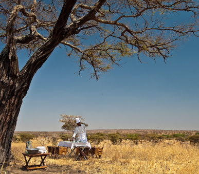 Картинка Tarangire Treetops 7 Фото Tarangire Treetops 7