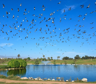 Картинка Atlantic Palace (Марокко, Агадир) 15 Фото Atlantic Palace (Марокко, Агадир) 15