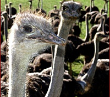 Картинка 7 Фото 7