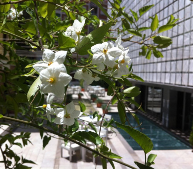 Фото Palacio de los Patos (Испания, Гранада) 10