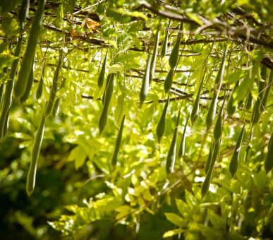 Фото Palacio de los Patos (Испания, Гранада) 12