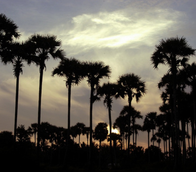 Картинка Kalari Kovilakom (Индия, Керала / Ковалам) 4 Фото Kalari Kovilakom (Индия, Керала / Ковалам) 4