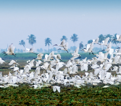 Картинка Carnoustie Beach Resort 34 Фото Carnoustie Beach Resort 34