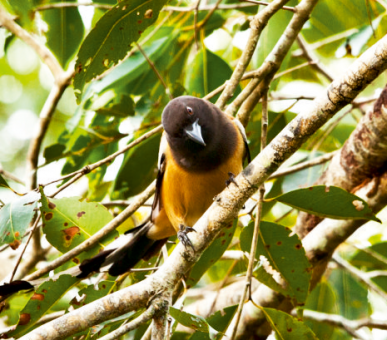 Картинка Carnoustie Beach Resort 6 Фото Carnoustie Beach Resort 6