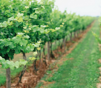 Картинка L'and Vineyards (Португалия, Алентежу) 11 Фото L'and Vineyards (Португалия, Алентежу) 11