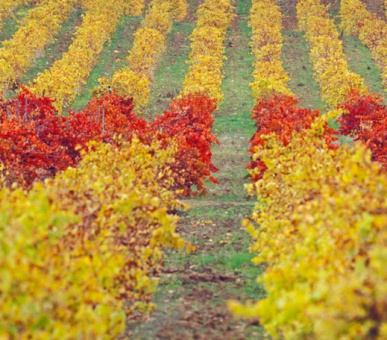 Картинка L'and Vineyards (Португалия, Алентежу) 37 Фото L'and Vineyards (Португалия, Алентежу) 37
