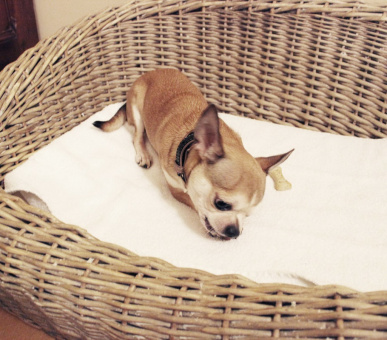 Фото Ferme Saint Simeon 13