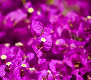 Фото Romazzino (Италия, о. Сардиния - Изумрудный берег) 19