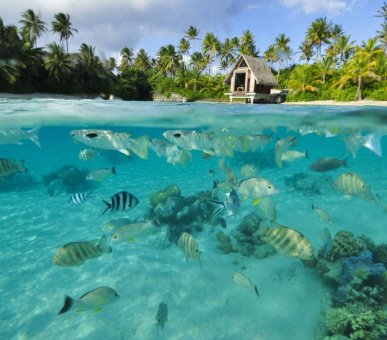 Картинка InterContinental Thalasso - Spa Bora Bora (Французская Полинезия, о. Бора Бора) 45 Фото InterContinental Thalasso - Spa Bora Bora (Французская Полинезия, о. Бора Бора) 45