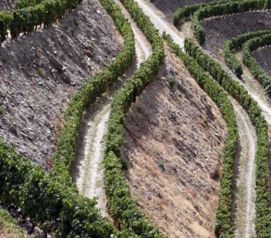 Картинка The Yeatman (Португалия, Порто) 19 Фото The Yeatman (Португалия, Порто) 19