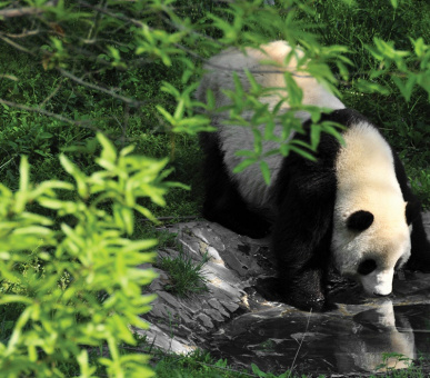 Фото Six Senses Qing Cheng Mountain (Китай, Чэнду) 7