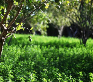 Картинка Dar Moira (Марракеш, Виллы) 17 Фото Dar Moira (Марракеш, Виллы) 17