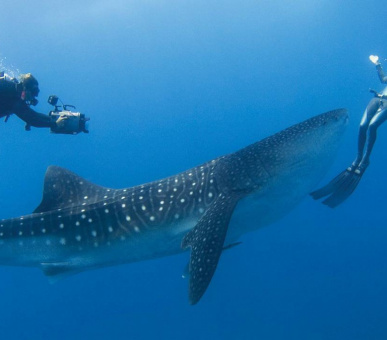 Фото Four Seasons Resort Maldives At Landaa Giraavaru (, Мальдивские острова) 5
