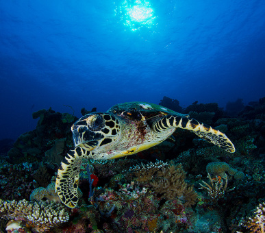 Фото Vakkaru Maldives 55