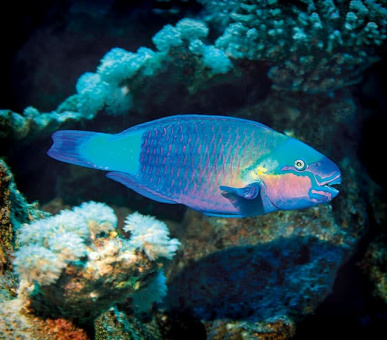 Фото Vakkaru Maldives 34