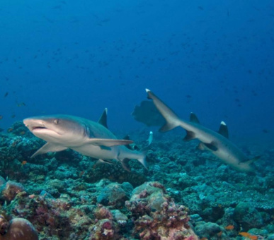 Фото Four Seasons Resort Maldives At Kuda Huraa (, Мальдивские острова) 28