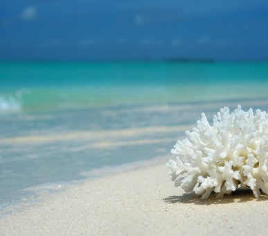 Фото Velaa Private Island (, Мальдивские острова) 28