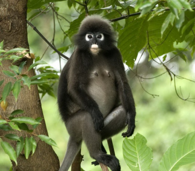 Картинка The Andaman (Малайзия, о. Лангкави) 47 Фото The Andaman (Малайзия, о. Лангкави) 47