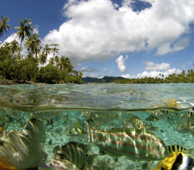 Картинка Le Taha`a Private Island 27 Фото Le Taha`a Private Island 27