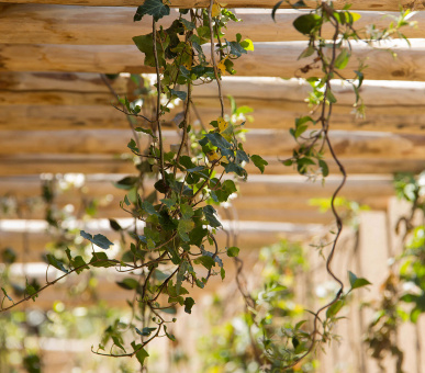 Картинка Lily of the Valley Hotel 11 Фото Lily of the Valley Hotel 11