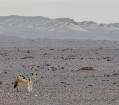 Картинка 11 Фото 11