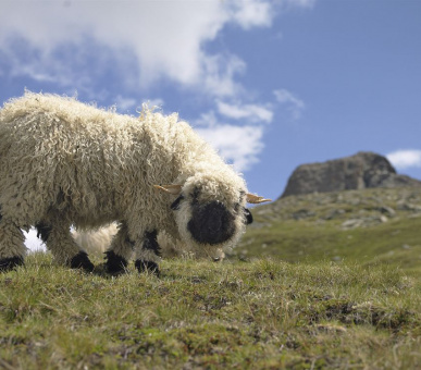 Картинка Riffelalp Resort 2222m (Швейцария, Церматт) 16 Фото Riffelalp Resort 2222m (Швейцария, Церматт) 16