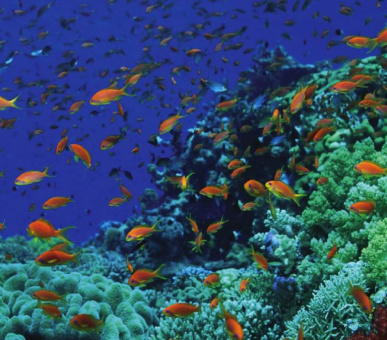 Фото Four Seasons Resort Sharm El Sheikh 4