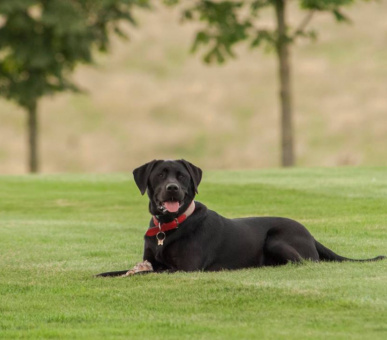 Картинка Four Seasons Hotel Hampshire 17 Фото Four Seasons Hotel Hampshire 17