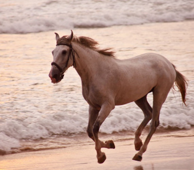 Картинка Heritance Ahungalla (Шри Ланка, Юго-Западное побережье) 7 Фото Heritance Ahungalla (Шри Ланка, Юго-Западное побережье) 7