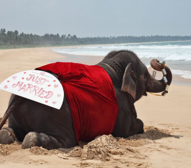 Картинка Heritance Ahungalla (Шри Ланка, Юго-Западное побережье) 10 Фото Heritance Ahungalla (Шри Ланка, Юго-Западное побережье) 10