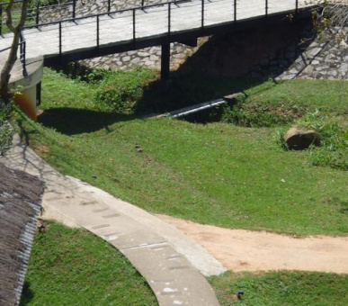 Картинка Elephant Corridor (Шри Ланка, Cигирия) 11 Фото Elephant Corridor (Шри Ланка, Cигирия) 11