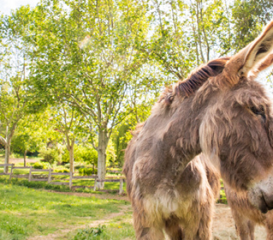 Картинка La Bastide de Moustiers 18 Фото La Bastide de Moustiers 18