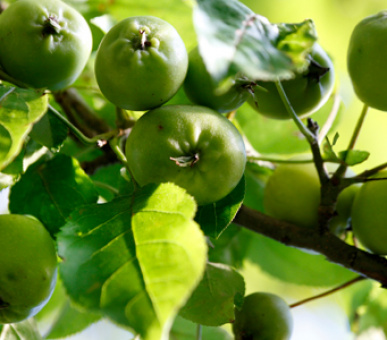 Картинка La Bastide de Moustiers 12 Фото La Bastide de Moustiers 12