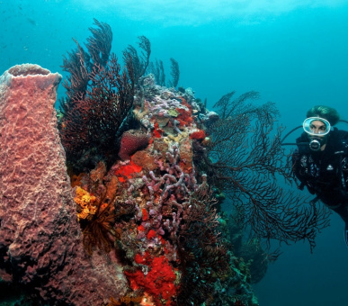 Картинка Anse Chastanet (, Сент-Люсия) 11 Фото Anse Chastanet (, Сент-Люсия) 11