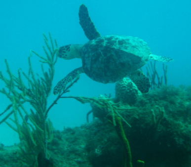 Картинка Carl Gustaf (, Сен-Бартельми) 49 Фото Carl Gustaf (, Сен-Бартельми) 49