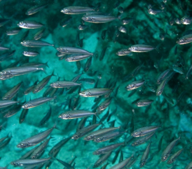 Картинка Carl Gustaf (, Сен-Бартельми) 48 Фото Carl Gustaf (, Сен-Бартельми) 48