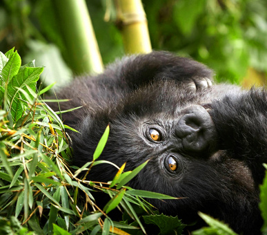 Грандіозна пригода у 9 країнах Африки