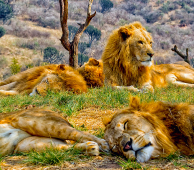 Класичне сафарі: Кейптаун, Національний парк Крюгера і водоспад Вікторія