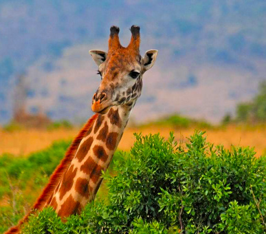 Класика Кенії