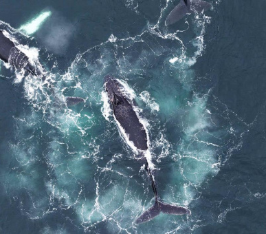 Антарктида