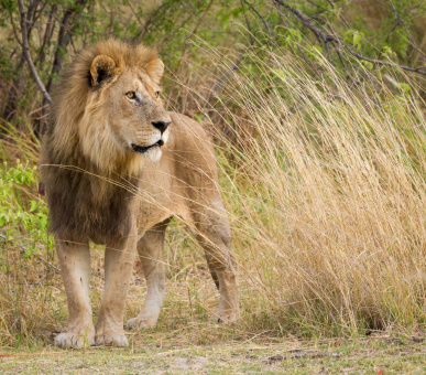 Водоспад Вікторія та сафарі по Ботсвані